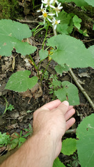 Eurybia schreberi