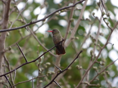 Hylocharis chrysura