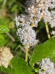 Ceanothus caeruleus