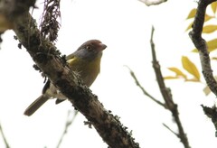 Cyclarhis gujanensis