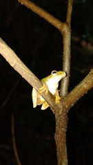 Plectrohyla