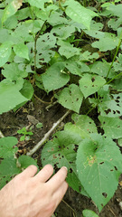 Eurybia schreberi