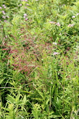 Panicum virgatum