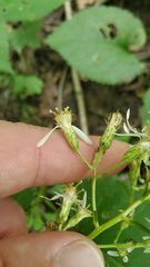 Eurybia schreberi
