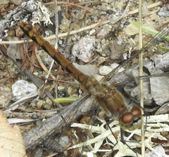 Sympetrum obtrusum