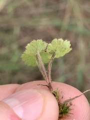 Heuchera parviflora