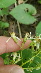 Eurybia schreberi