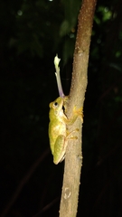 Plectrohyla
