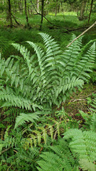 Dryopteris × boottii