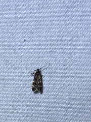 Martyringa latipennis
