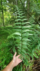 Dryopteris × boottii
