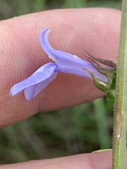 Lobelia