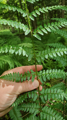Dryopteris × boottii