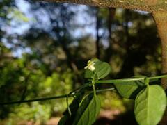 Orthosia