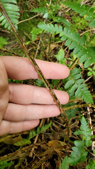Dryopteris × boottii