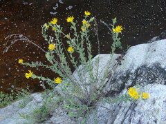 Heterotheca fulcrata