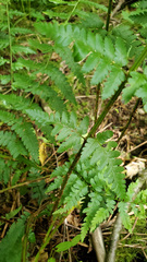 Dryopteris × boottii