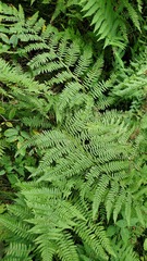 Athyrium angustum