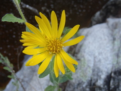 Heterotheca fulcrata