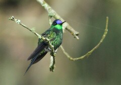 Thalurania glaucopis