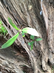 Myrtoideae