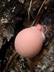 Lycogala