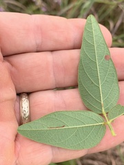 Desmodium perplexum