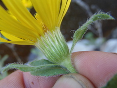 Heterotheca fulcrata