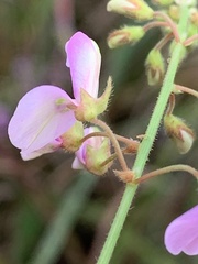 Desmodium perplexum
