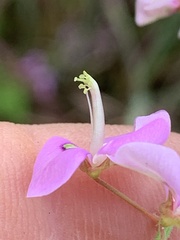Desmodium perplexum