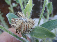 Heterotheca fulcrata