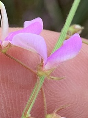 Desmodium perplexum