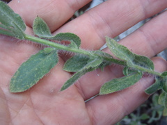 Heterotheca fulcrata