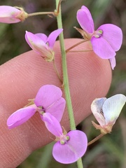 Desmodium perplexum