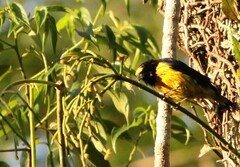 Euphonia chlorotica