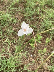 Zephyranthes