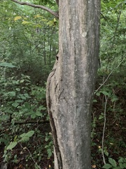Carpinus caroliniana