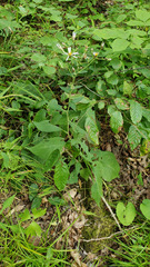 Eurybia macrophylla