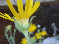 Heterotheca fulcrata