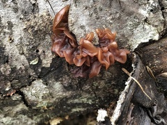 Phaeotremella