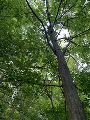 Carpinus caroliniana