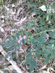 Indigofera australis