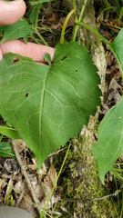 Eurybia macrophylla