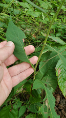 Eurybia macrophylla