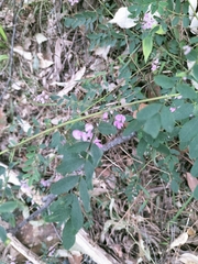 Indigofera australis