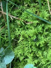 Thuidium delicatulum