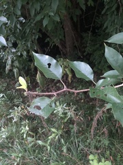 Maclura pomifera
