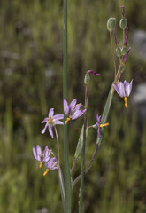 Olsynium scirpoideum