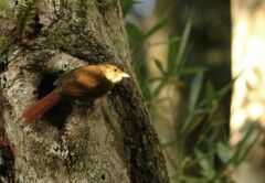 Syndactyla rufosuperciliata