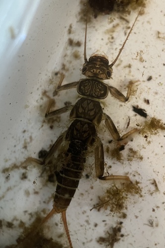 iNaturalist observation photo of Western Stonefly